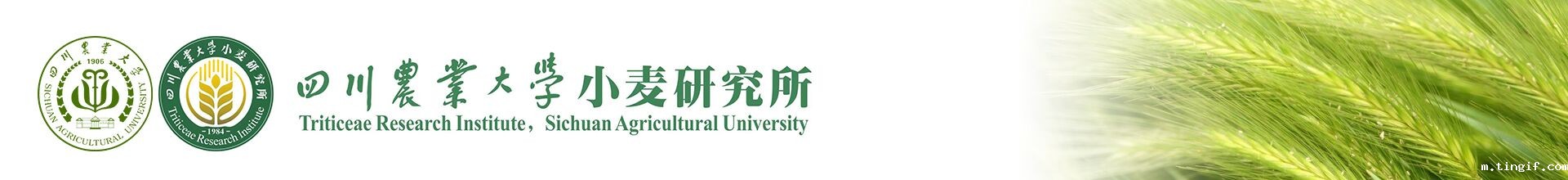 下载伟德软件app小麦研究所